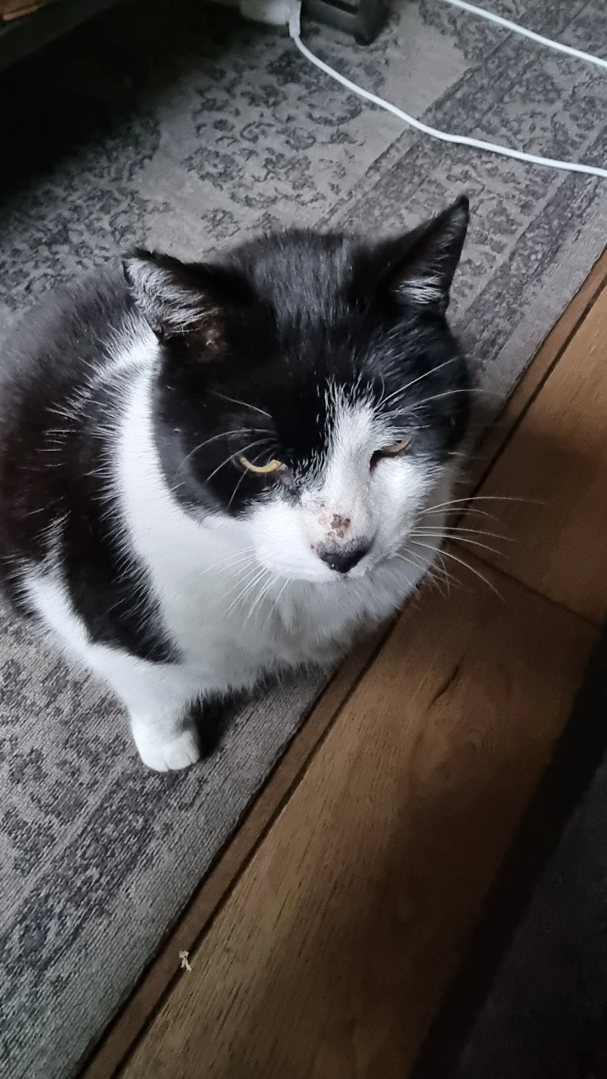 Dierenartsenpraktijk Westeinder