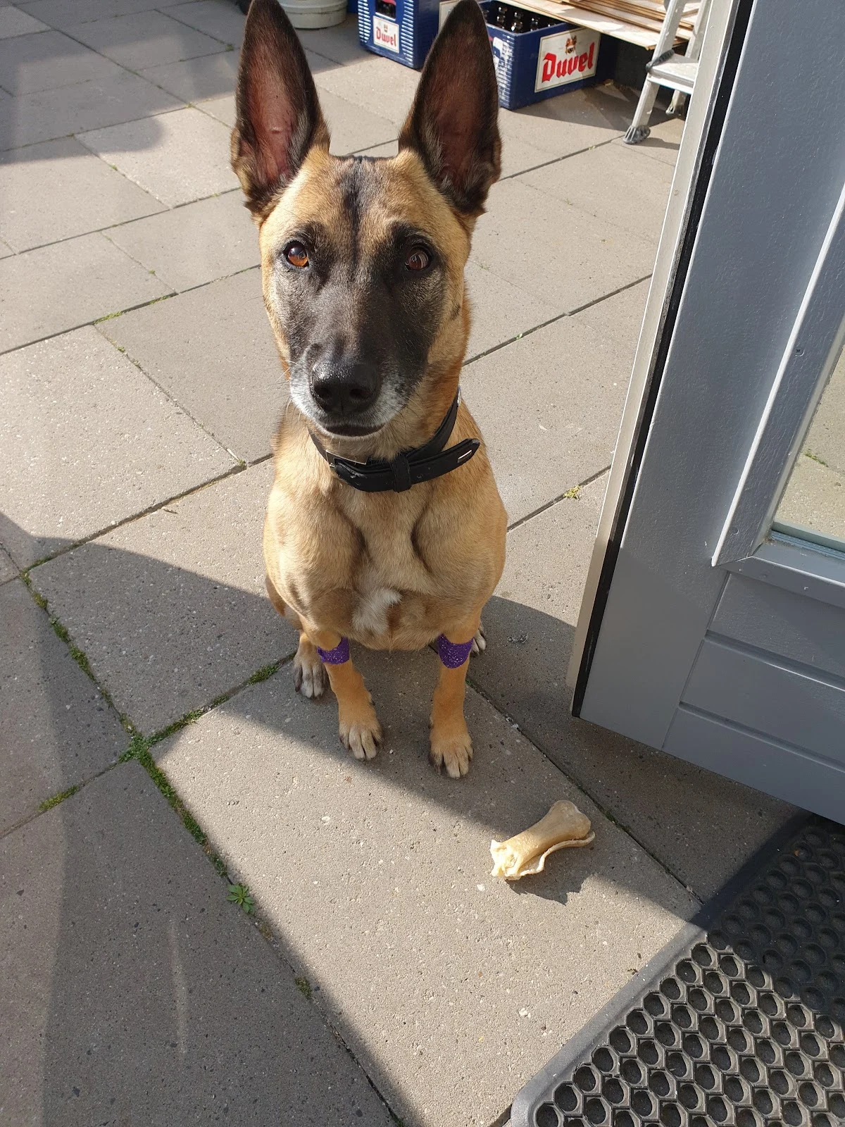 Dierenartspraktijk Hillegersberg - 2