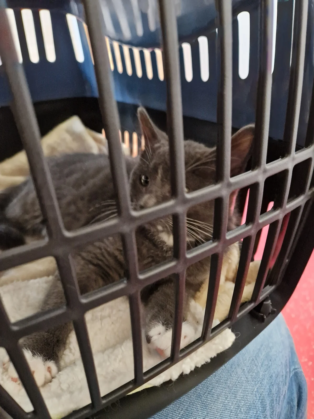Dierenartspraktijk Hillegersberg - 3