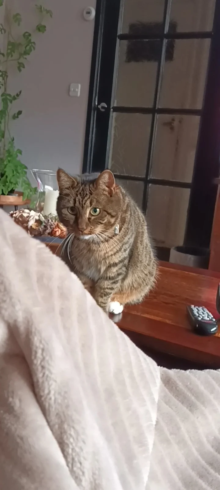Dierenasiel De Hazenberg - 2