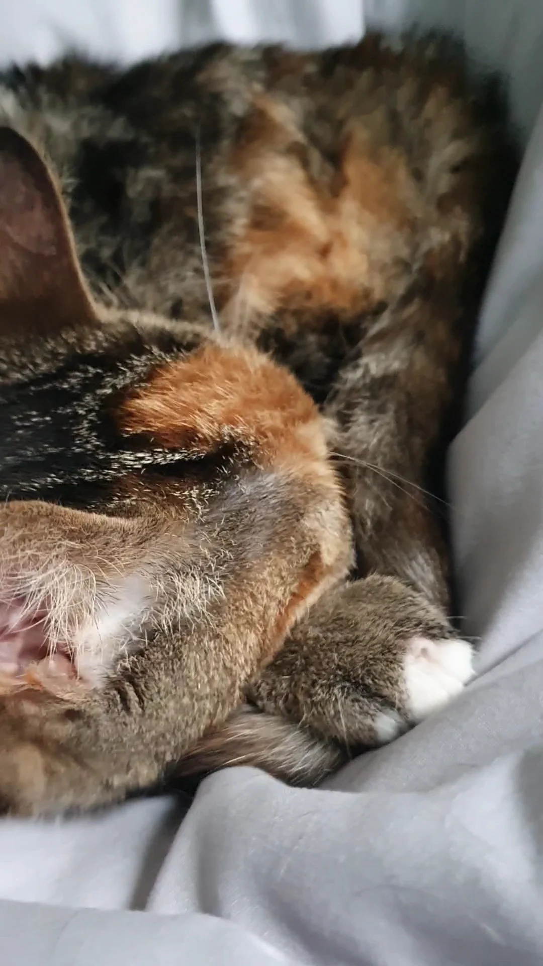 Dierenasiel de Kluif - 2