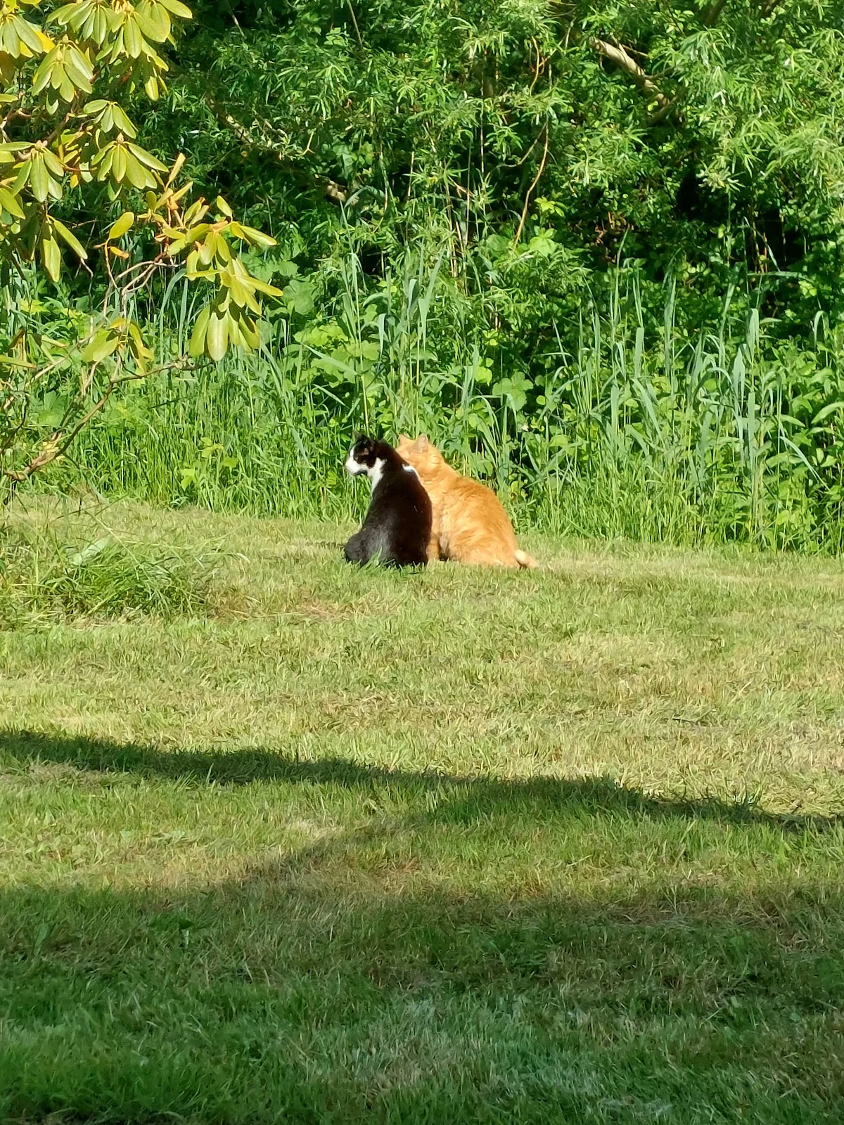 Dierenasiel de Swinge - 2