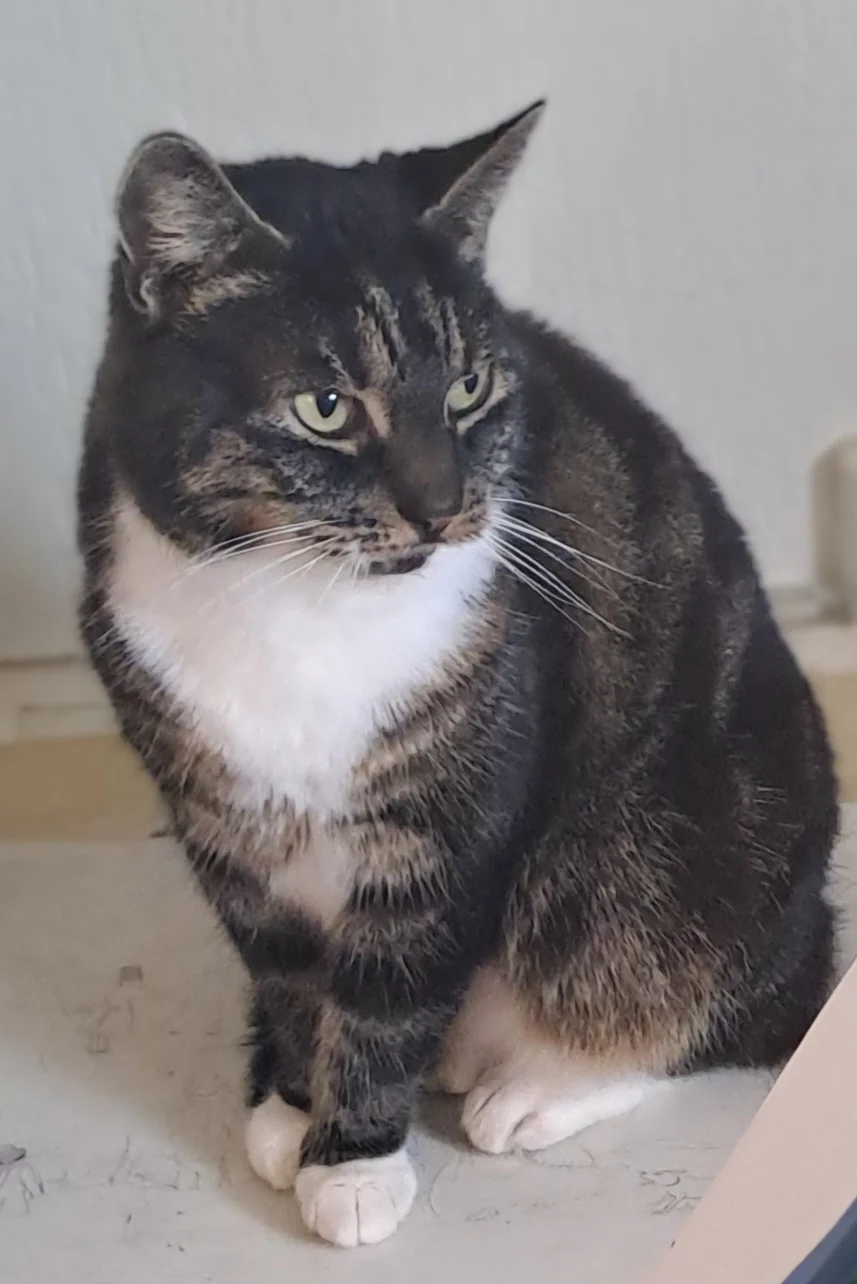 Dierenasiel Tiel