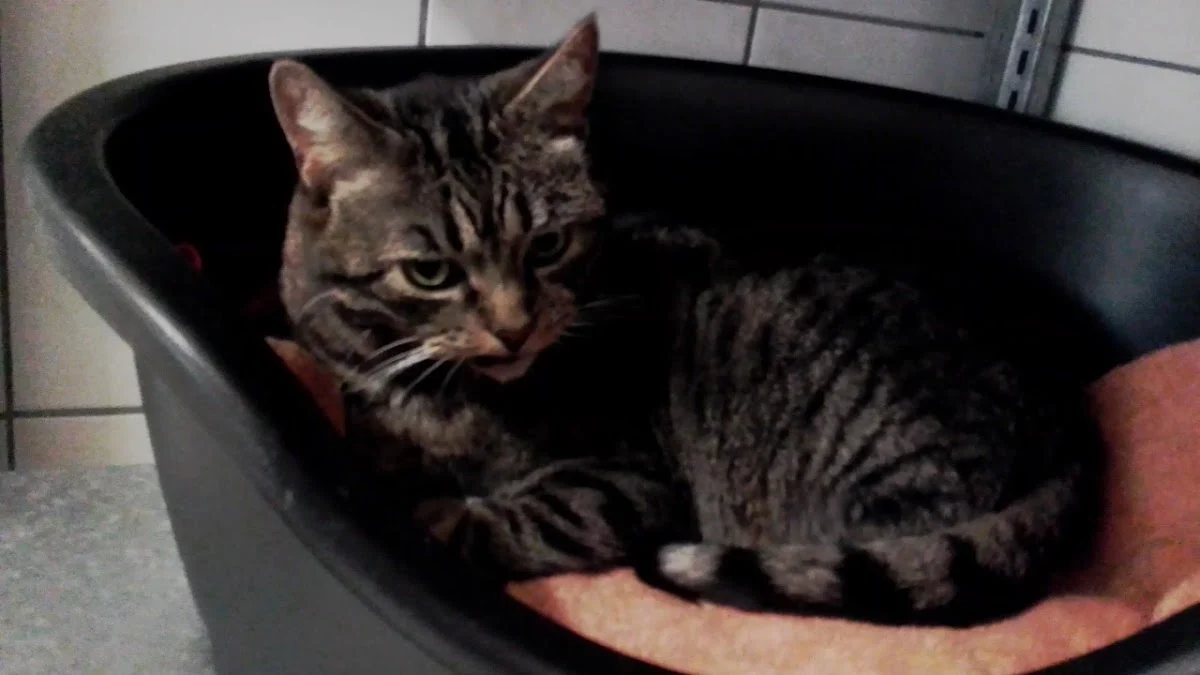 Dierenasiel Utrecht - 3
