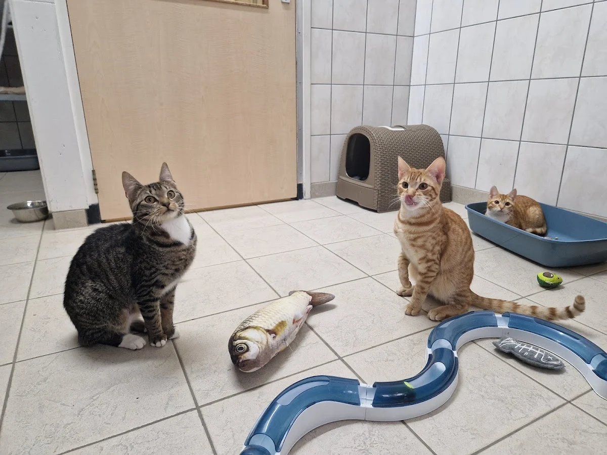Dierenasiel Utrecht