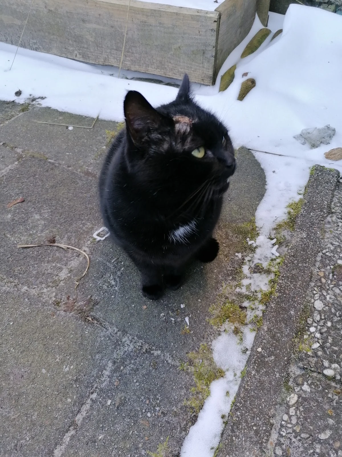 Dierenasiel Winschoten