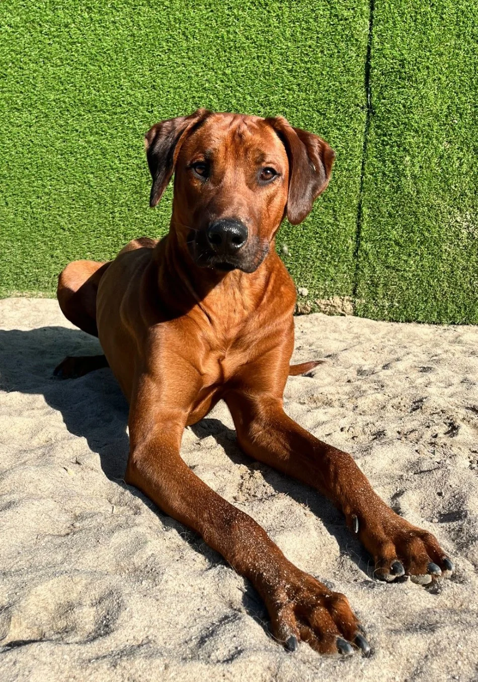 Dierenhotel De Warme Mand Veghel