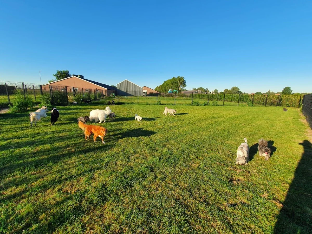 Dierenhotel en Hondendagopvang Het Groene Hart