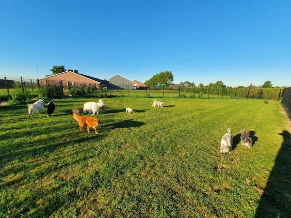 Dierenhotel en Hondendagopvang Het Groene Hart