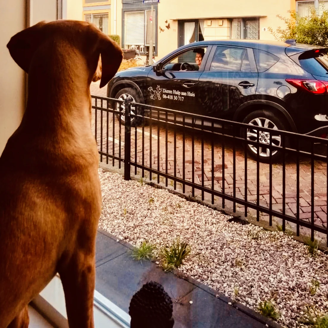 DierenHulp aan Huis - 2