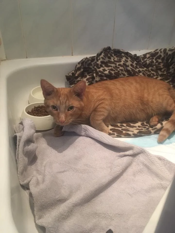DierenHulp aan Huis - 3