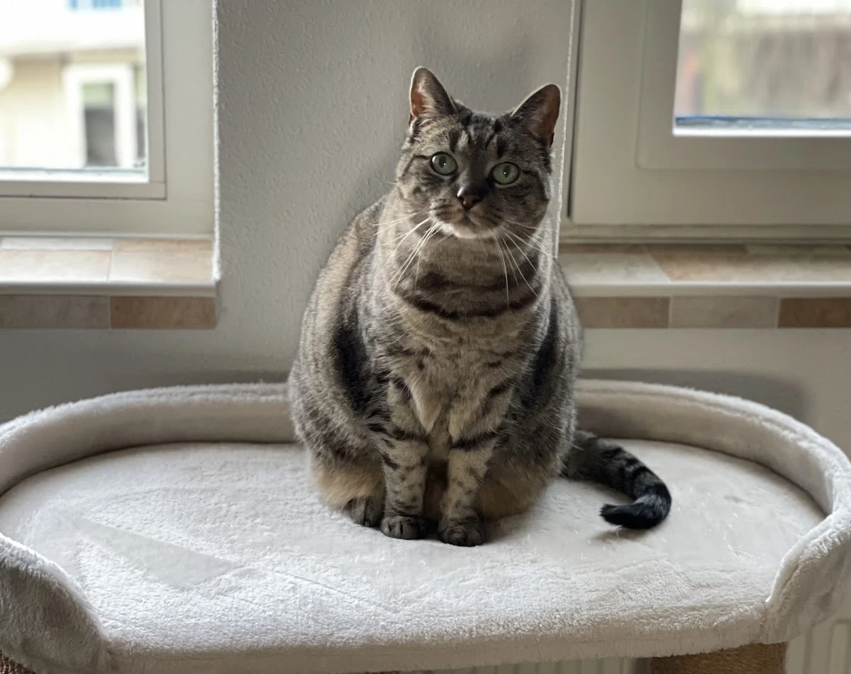 DierenHulp aan Huis - 4