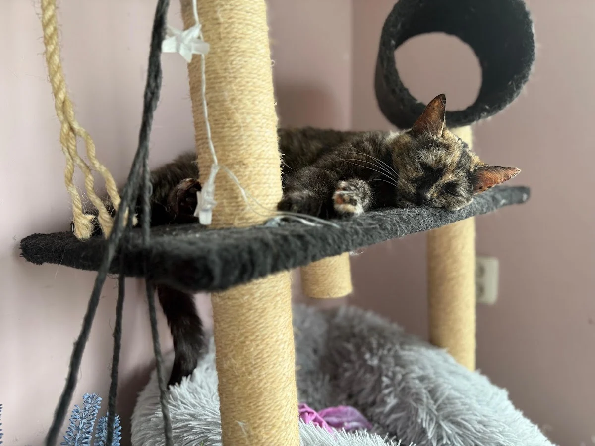 DierenHulp aan Huis
