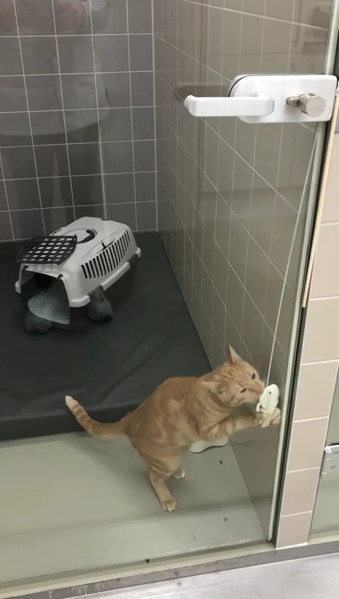 Dierenkliniek Aalsmeer 🐾 - 2