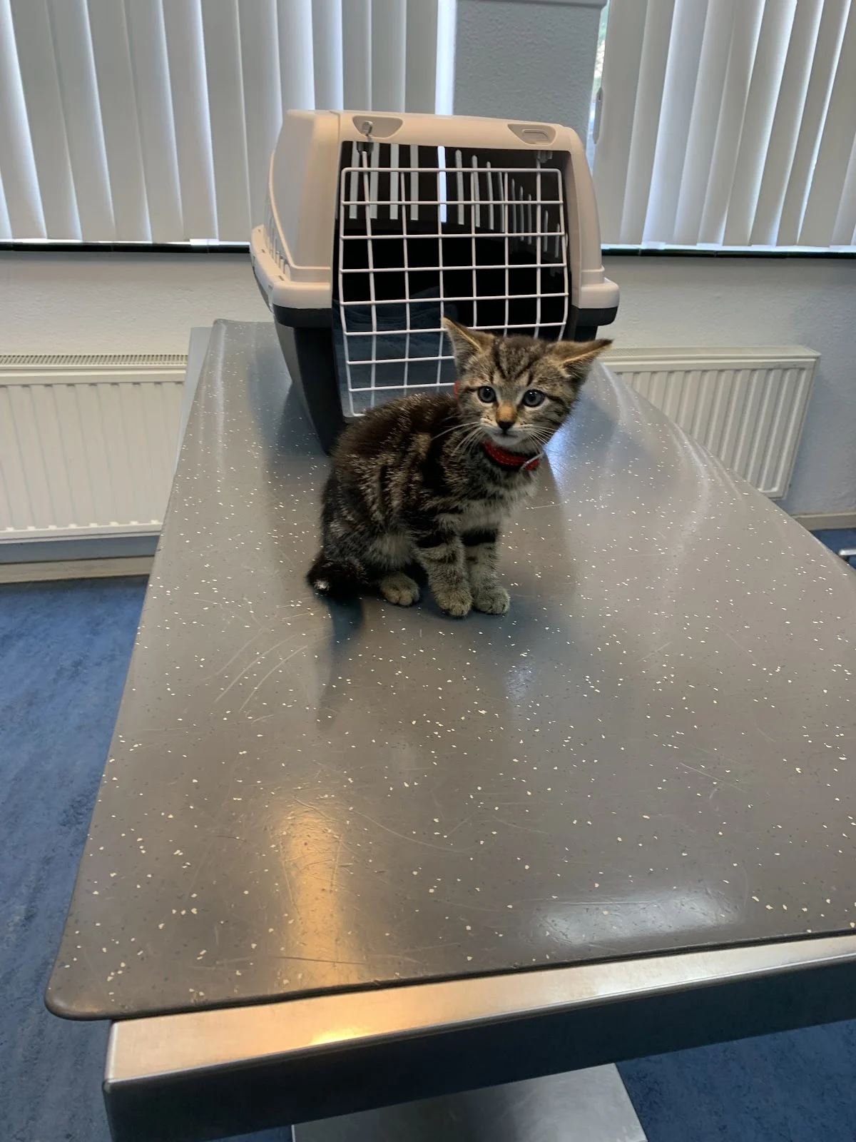 Dierenkliniek aan de Waterweg🐾🩺