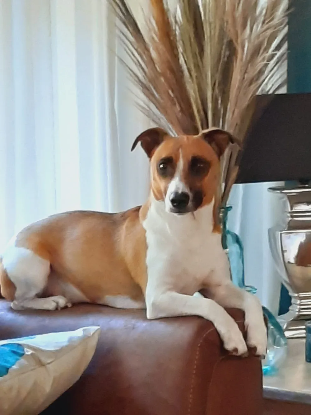 Dierenkliniek Arts4Dieren