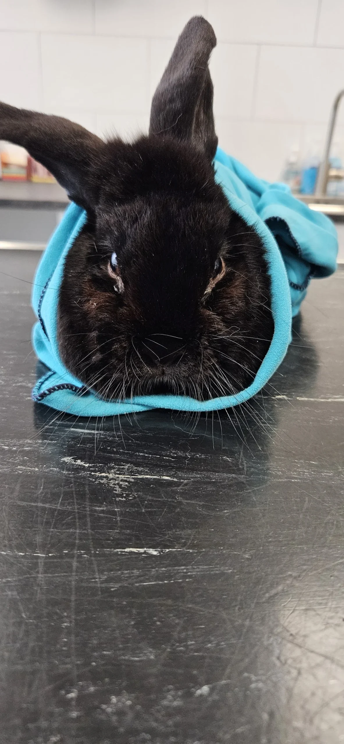 Dierenkliniek Boshoven - 2