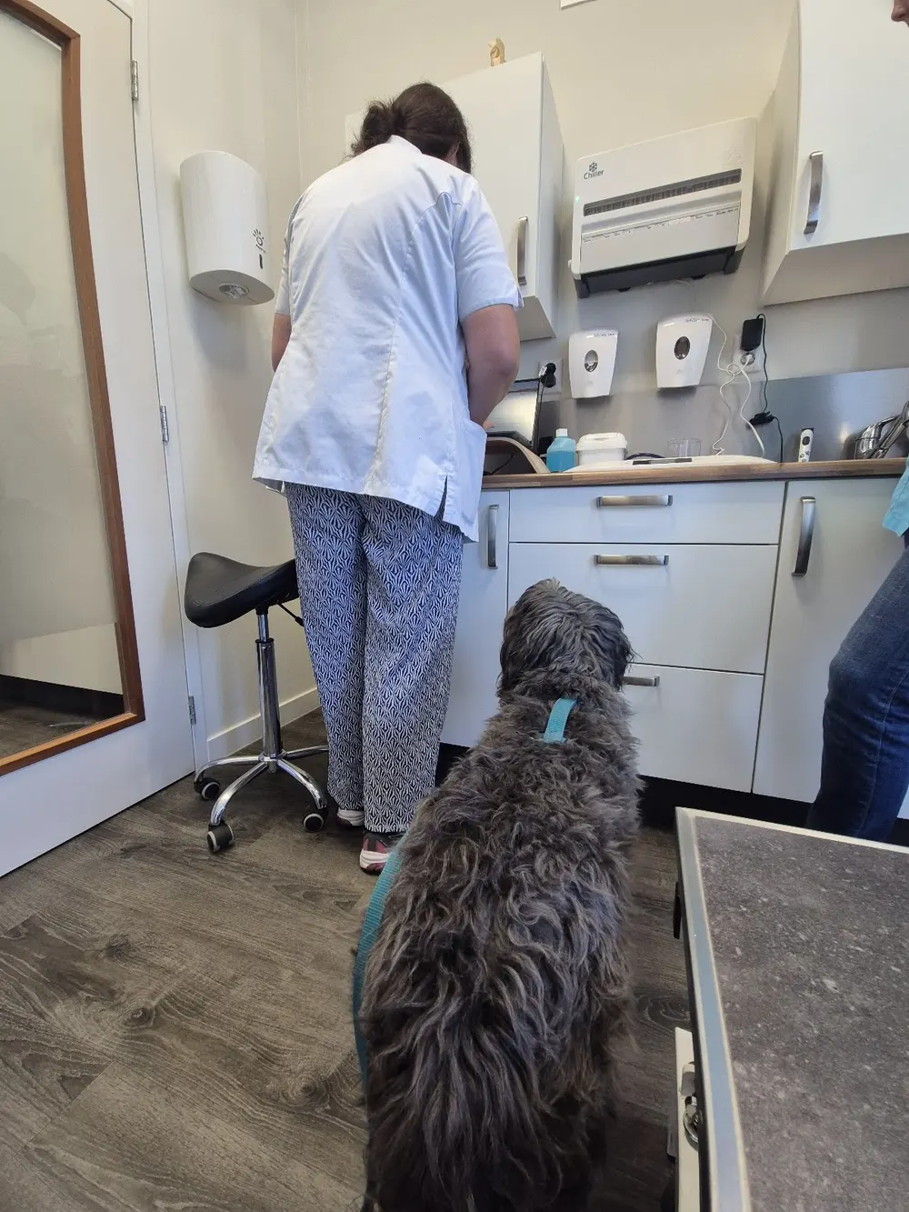 Dierenkliniek Cato🐾🩺 - 2