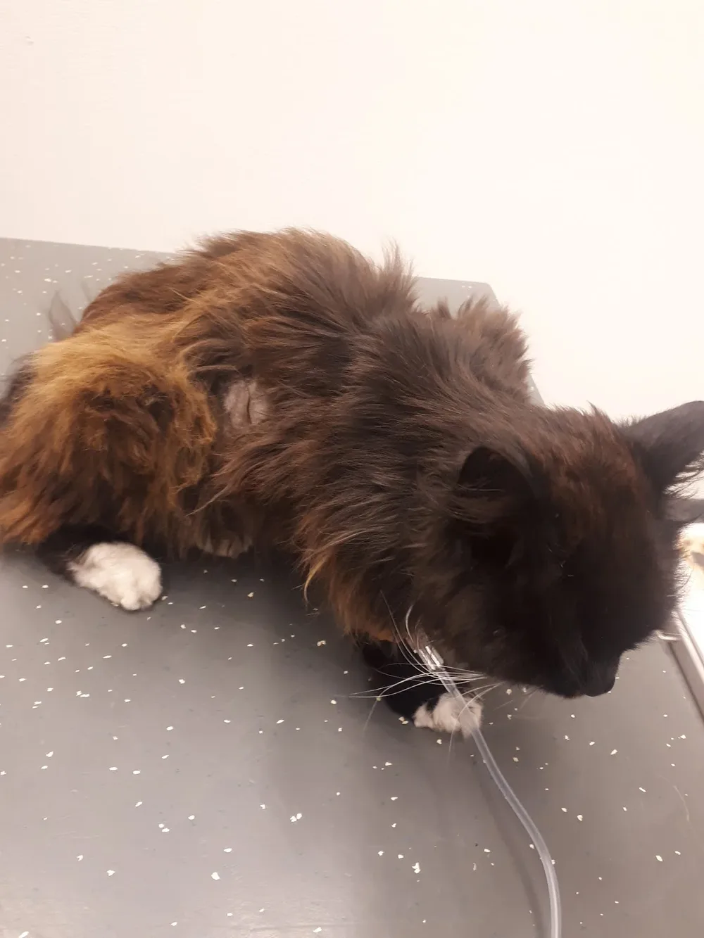 Dierenkliniek De Arker