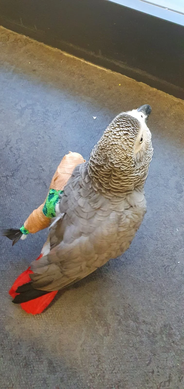 Dierenkliniek de Baronie