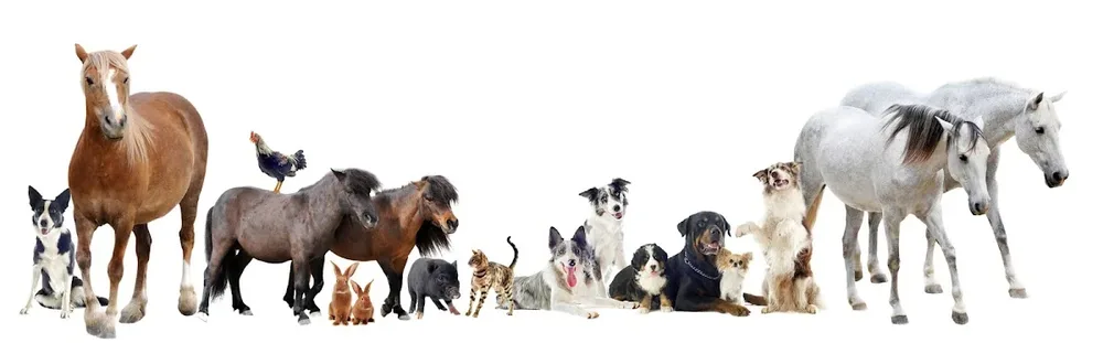 Dierenkliniek De Kempen - Bergeijk