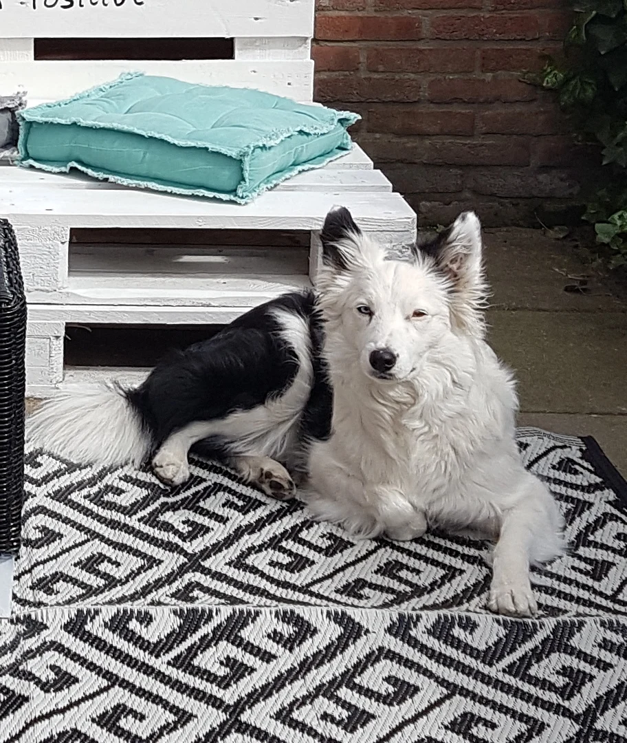 Dierenkliniek De Liemers🐾🩺 - 2