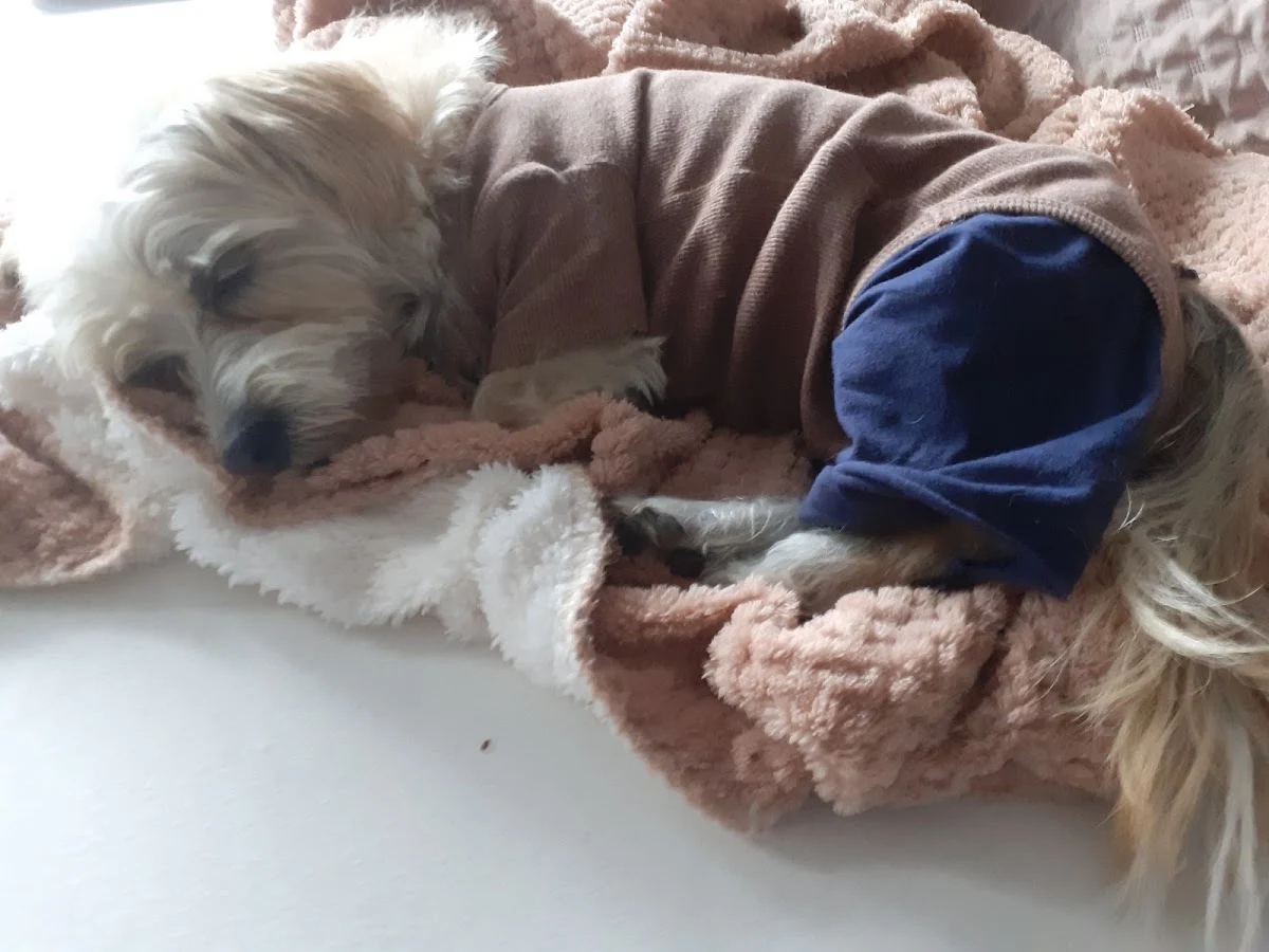 Dierenkliniek De oude Linge - 2