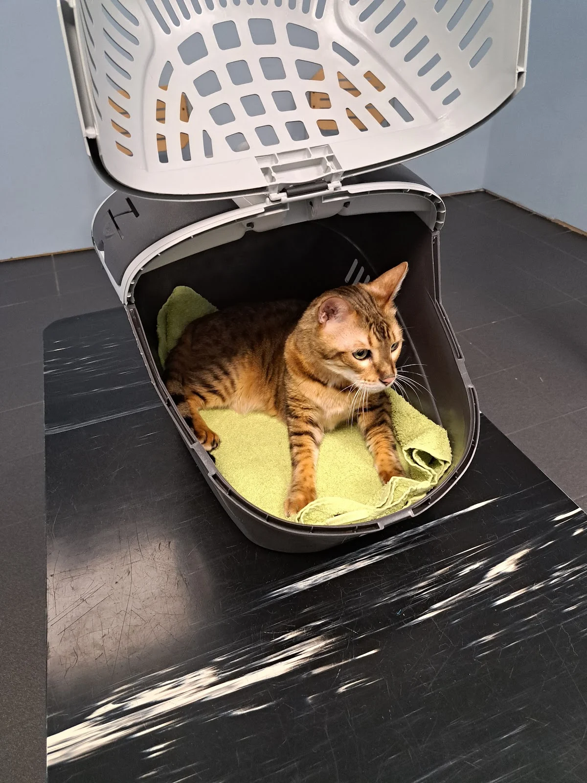 Dierenkliniek Dordrecht - 4