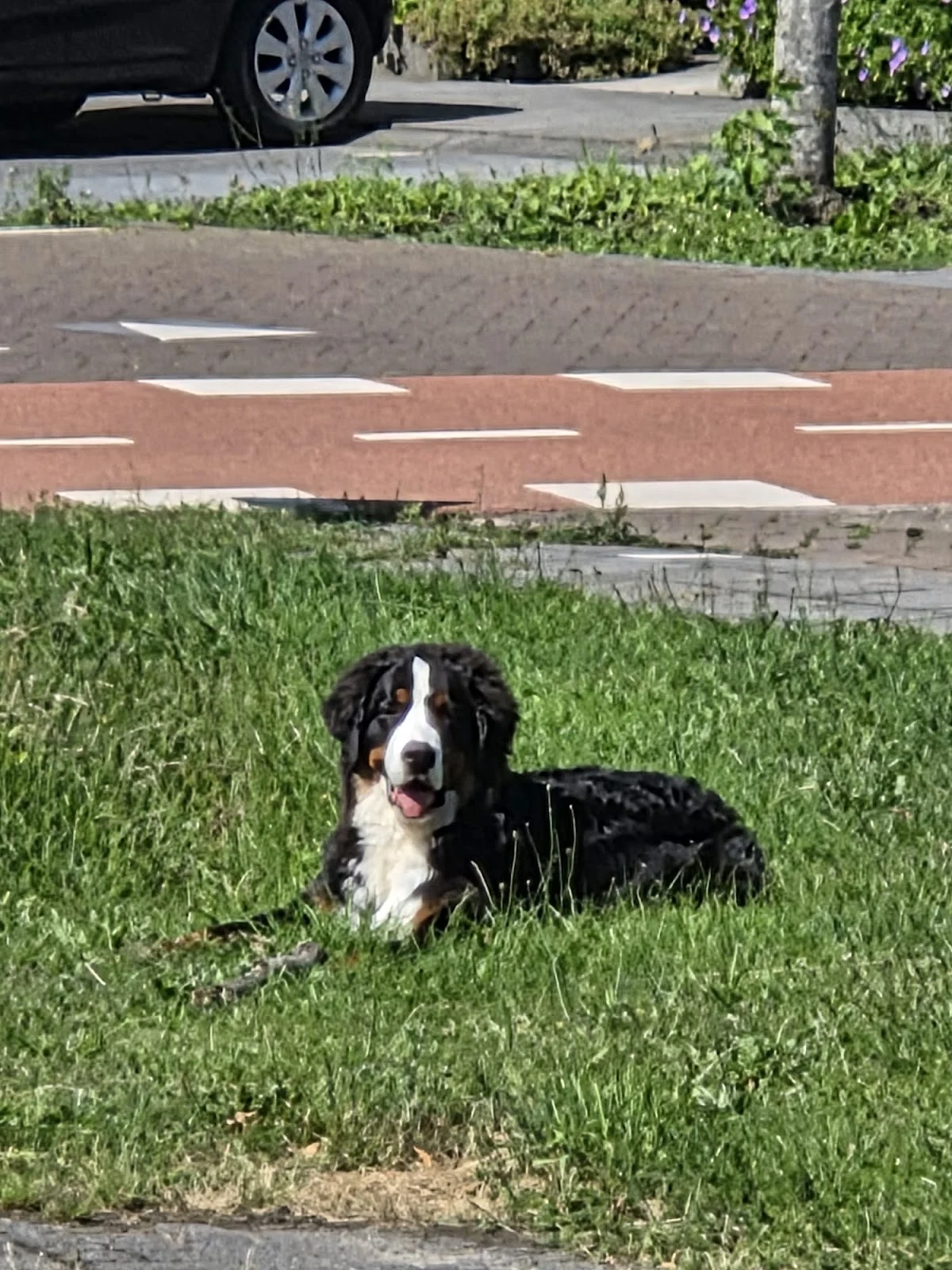 Dierenkliniek Hessenweg
