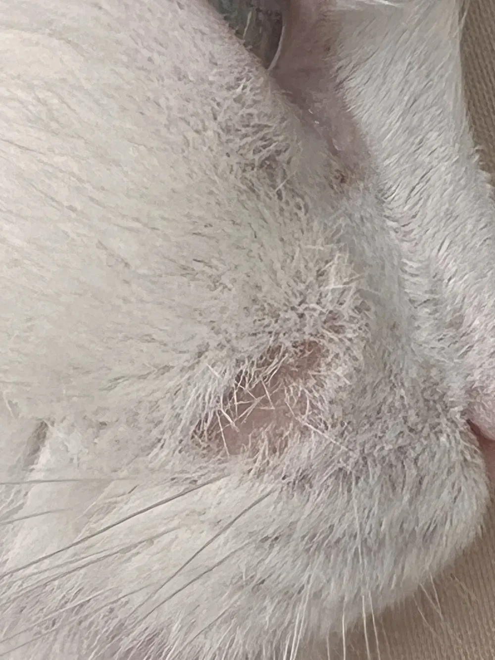 Dierenkliniek IJburglaan - 2