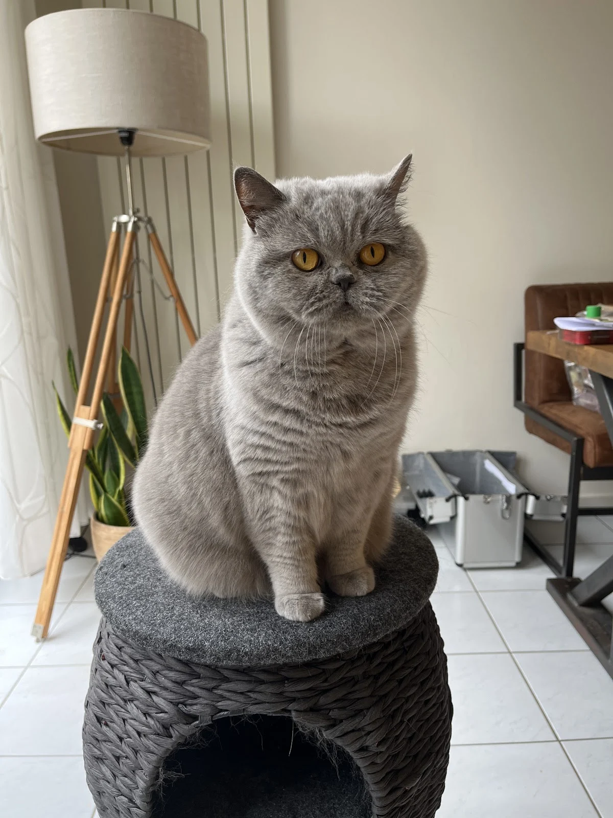 Dierenkliniek kattentrimsalon - 3