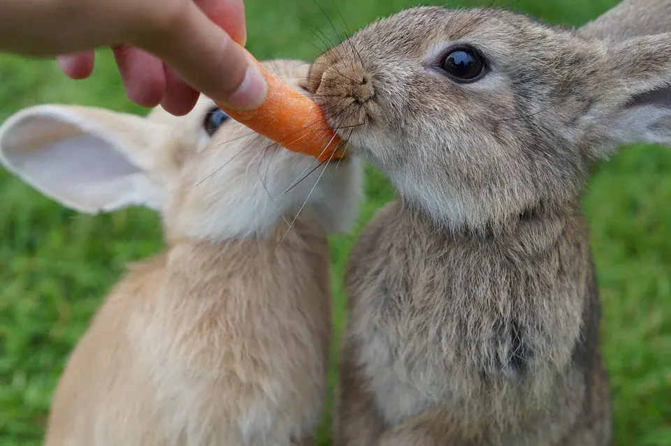 Dierenkliniek Losser - Oldenzaal - 2