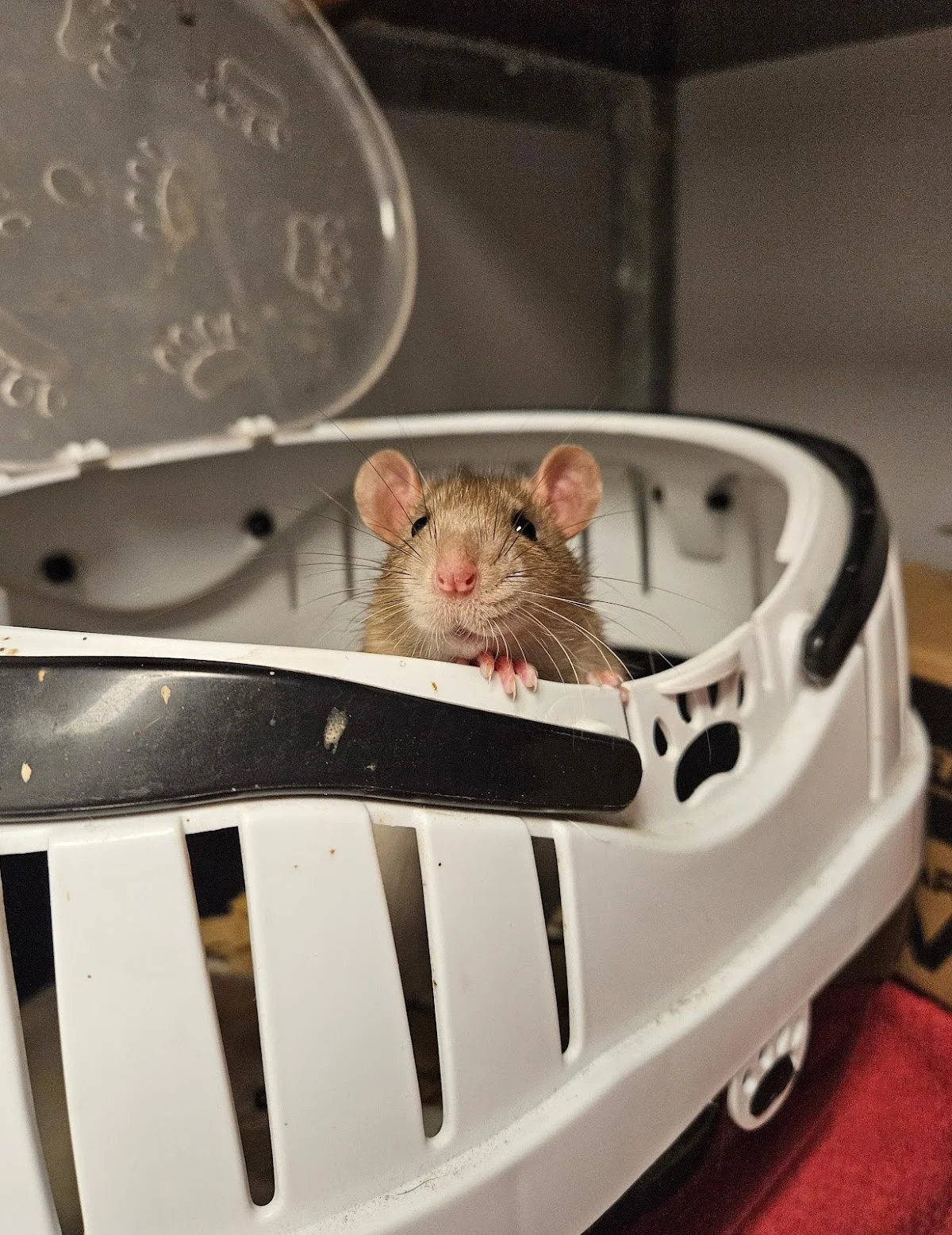 Dierenkliniek Lunetten - 2