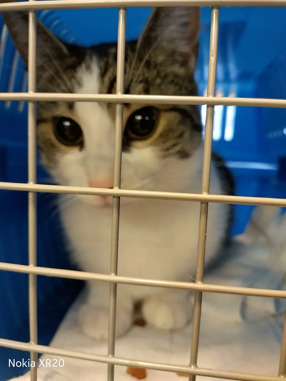 Dierenkliniek Overtoom