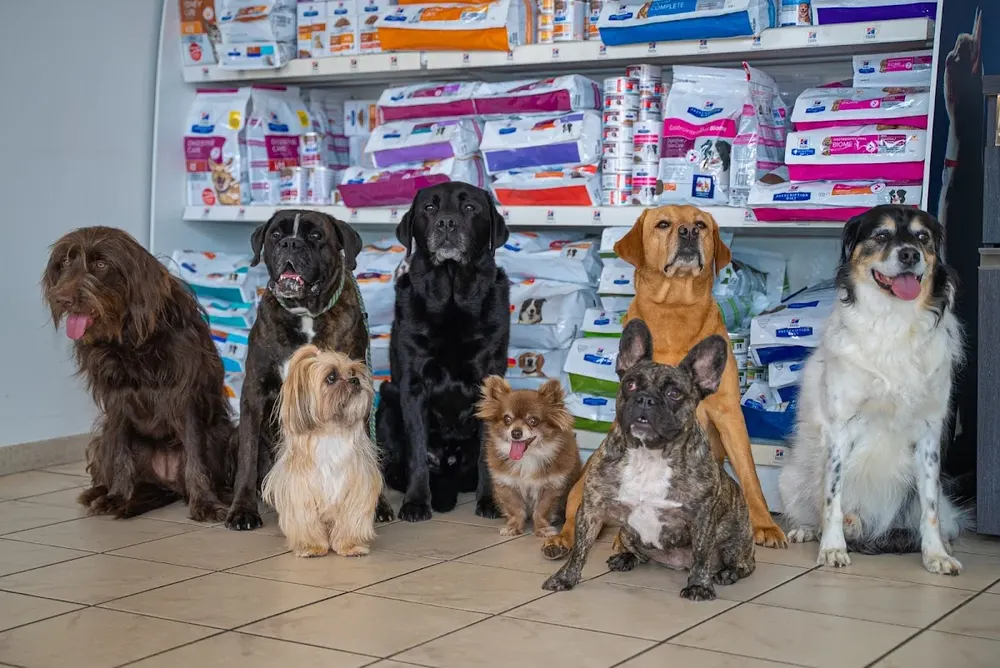Dierenkliniek Poortugaal