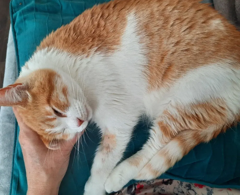 Dierenkliniek Rhenen🐾🩺
