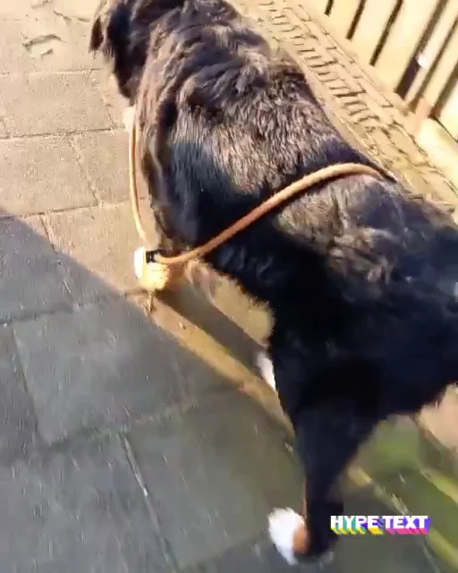 Dierenkliniek Slangenbeek - 3