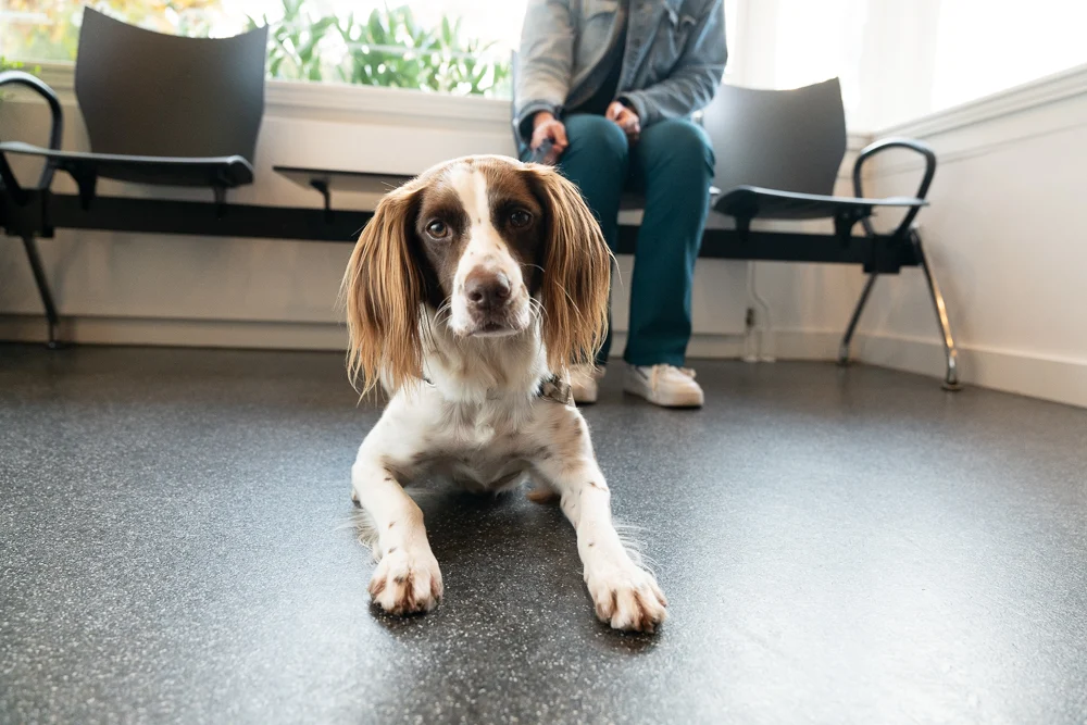 Dierenkliniek St. Anna 404🐾🩺