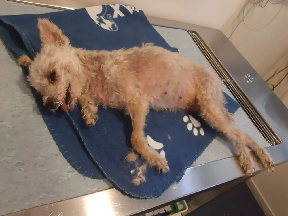 Dierenkliniek 't Westland