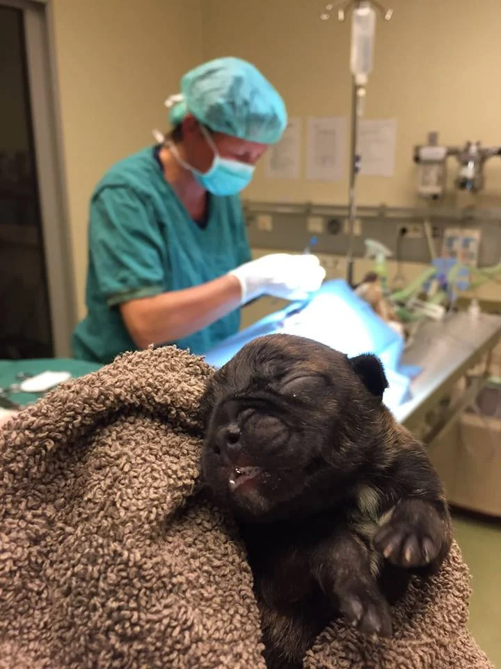 Dierenkliniek Ter Weerlaan - 2