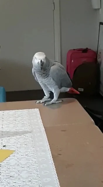 Dierenkliniek Vechtdal - 3