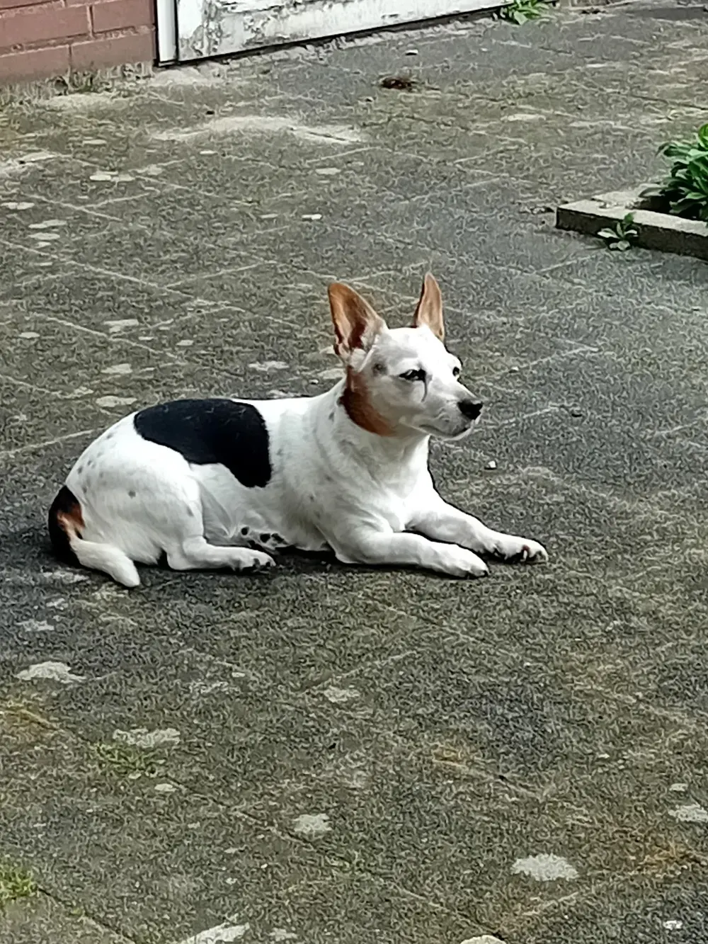 Dierenkliniek Weert - 2