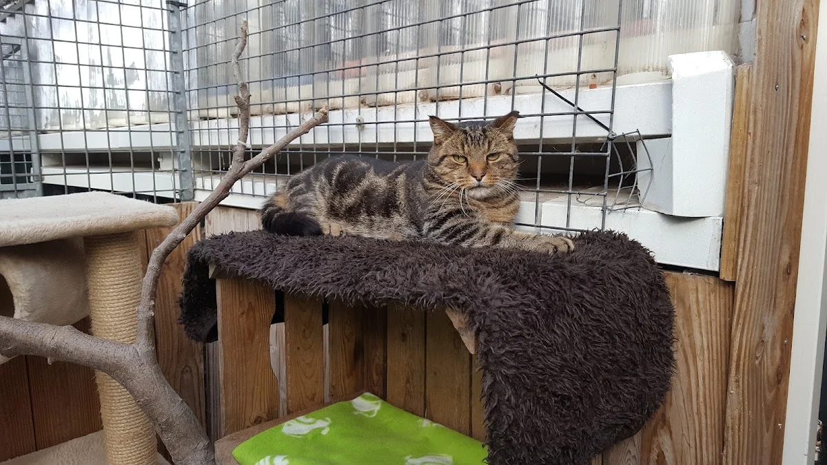 Dierenopvangtehuis Bommelerwaard 🐾