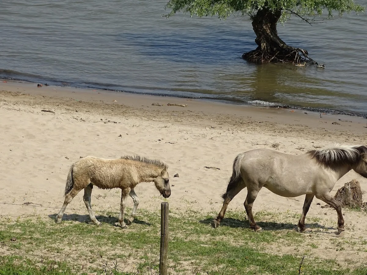 Dierenpension De Berk