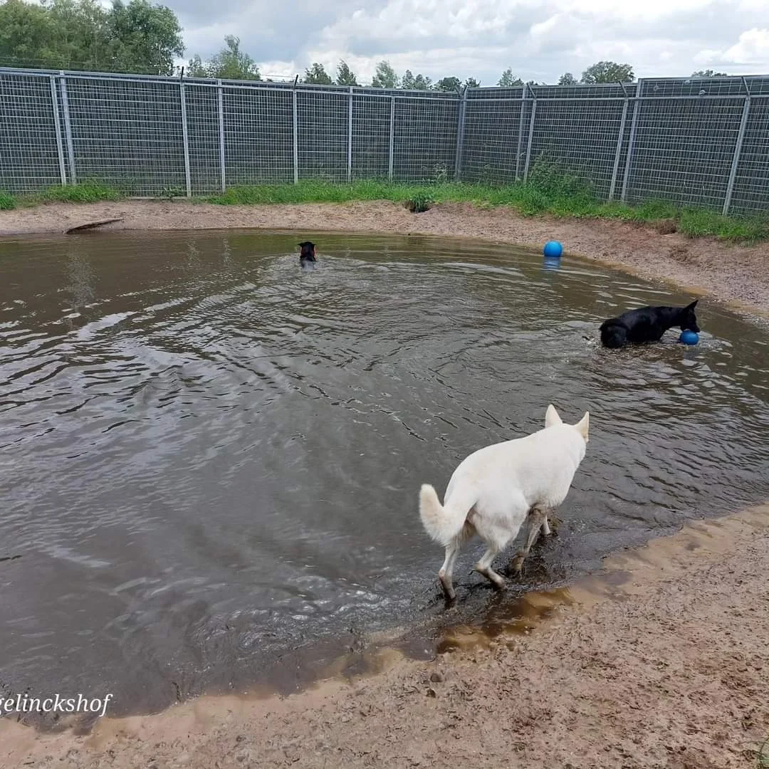 Dierenpension De Borgelinckshof