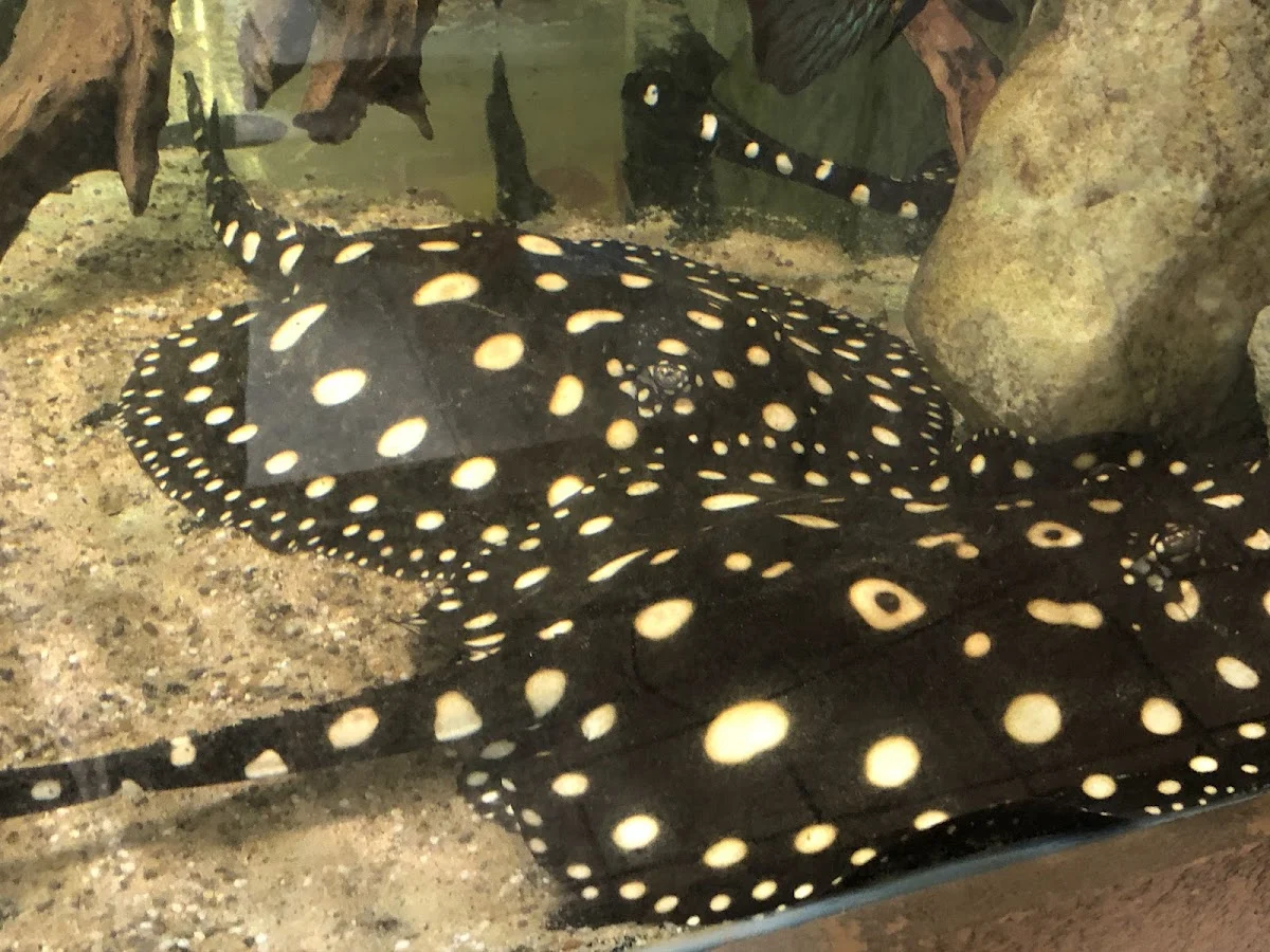 Dierenspeciaalzaak Atlantis B.V. - 5