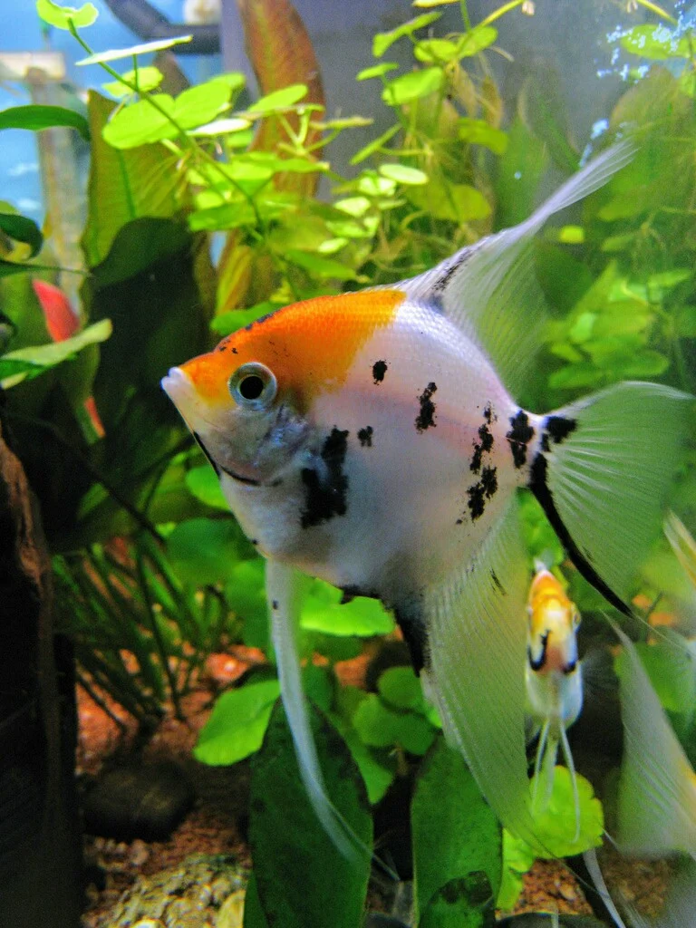 Dierenspeciaalzaak Froon - 4
