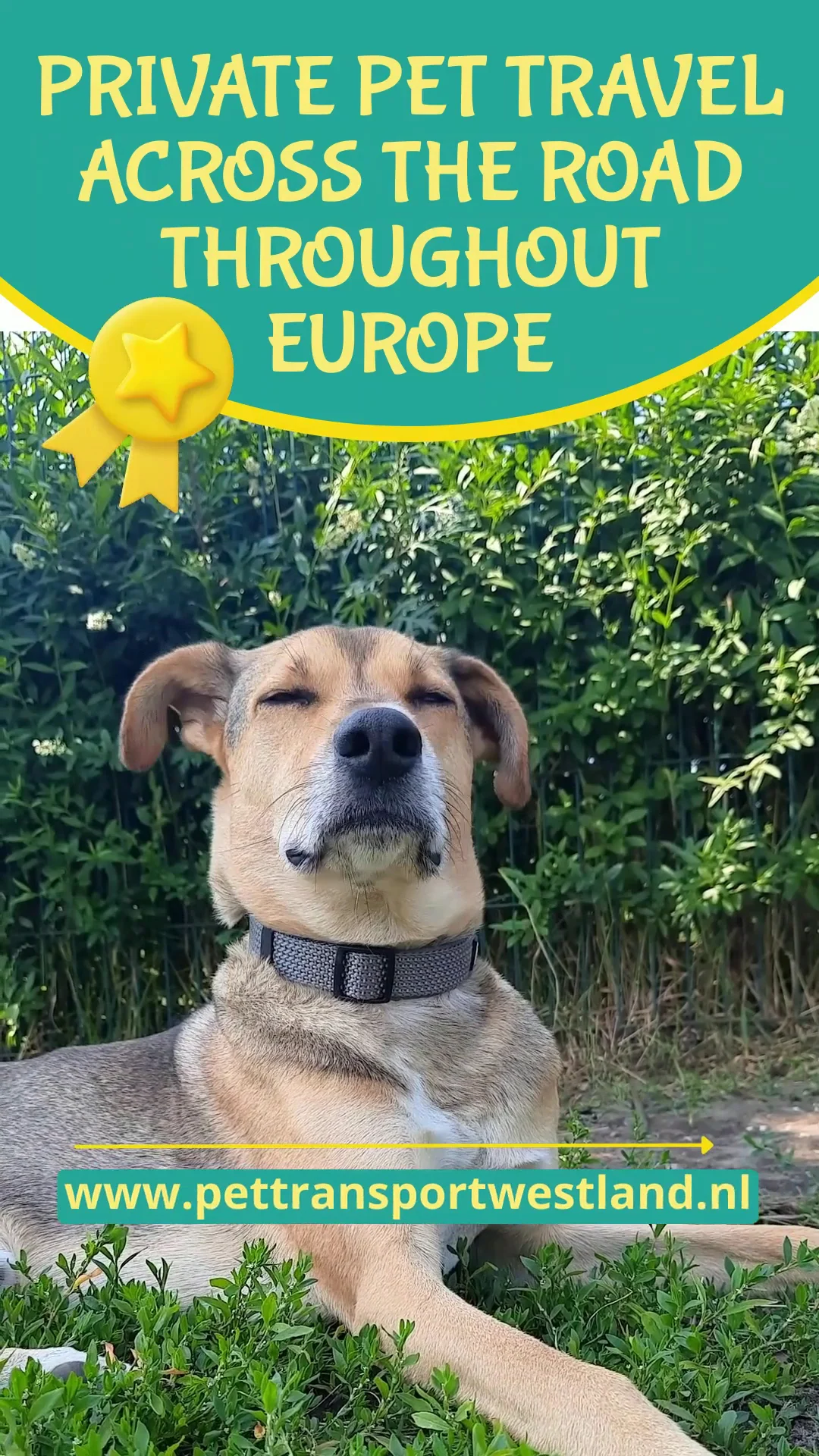 Dierentaxi Westland / Pet Taxi - voor uw Hond en Kat - 3