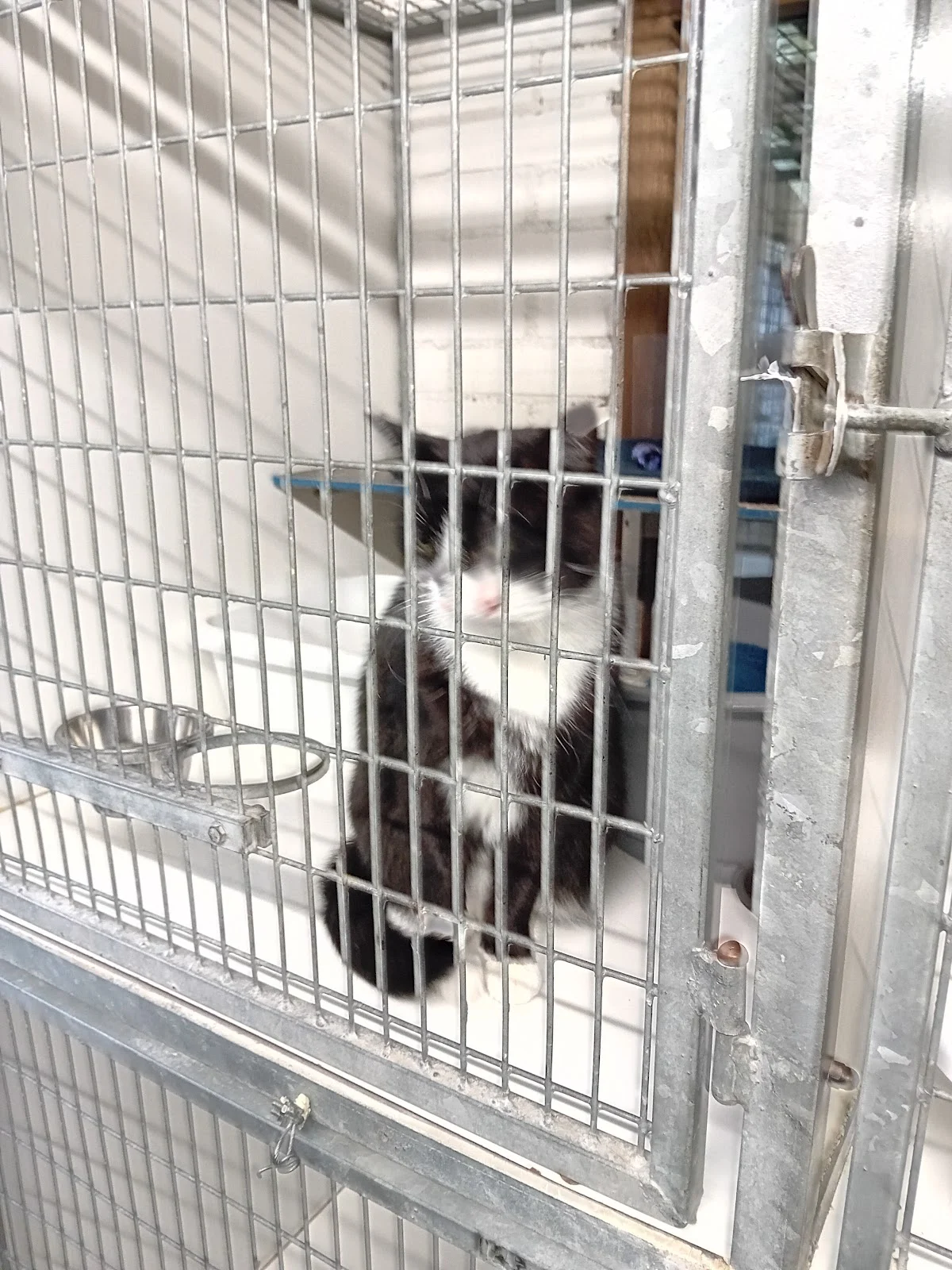 Dierentehuis Arnhem en omstreken