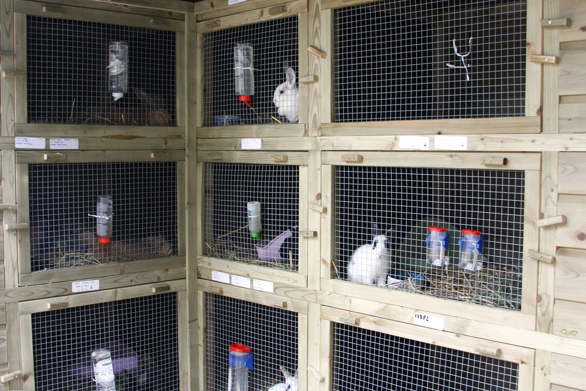 Dierentehuis Arnhem en omstreken - 4
